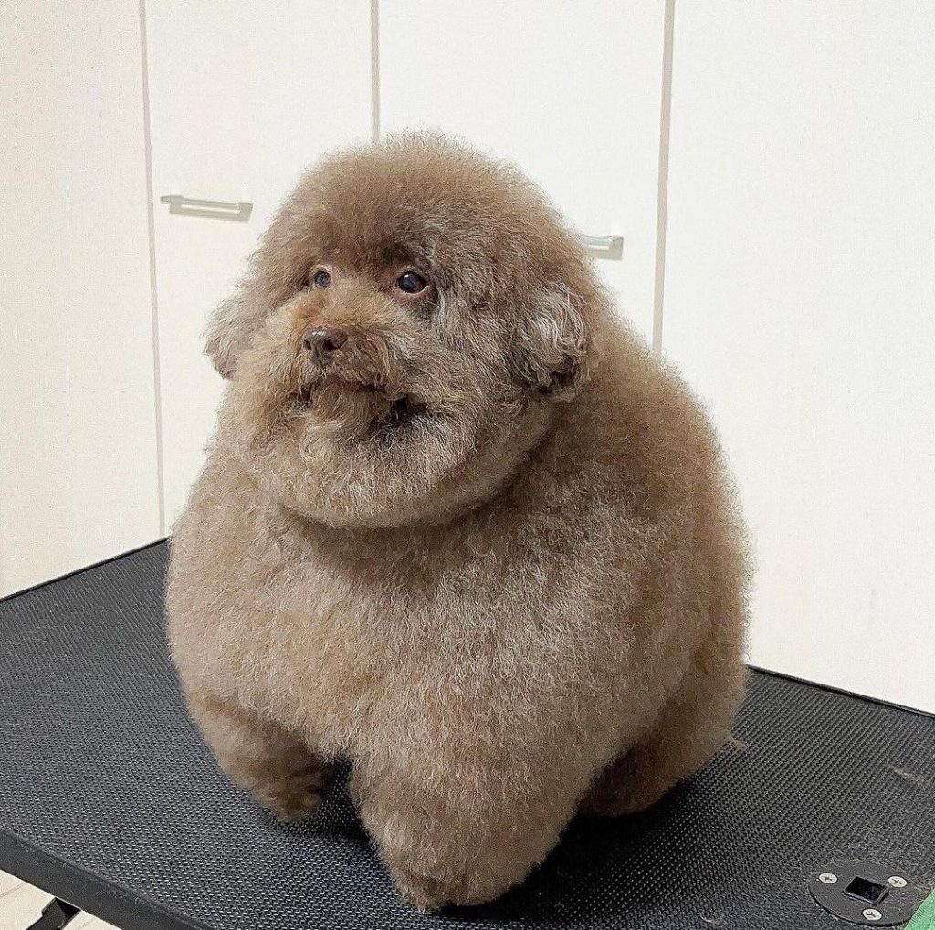 A small brown dog with hair cut such that it looks like bulbous hedge art